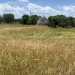La vista poi dell'ennesimo campo di grano rigoglioso...